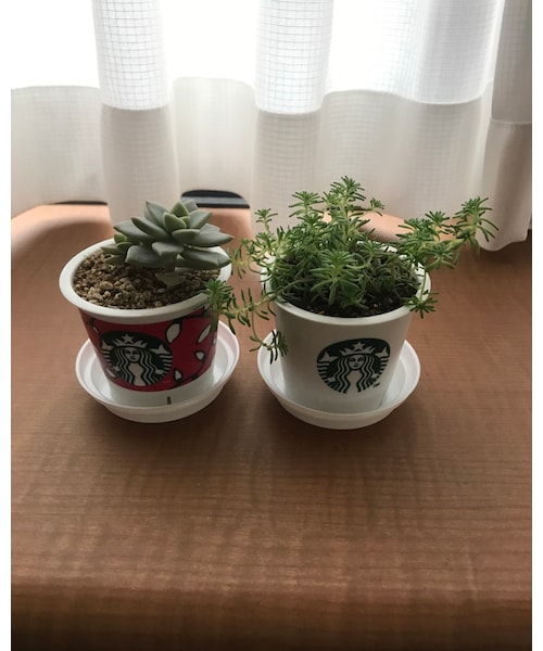 スタバプリンのカップを洗って活用する人も