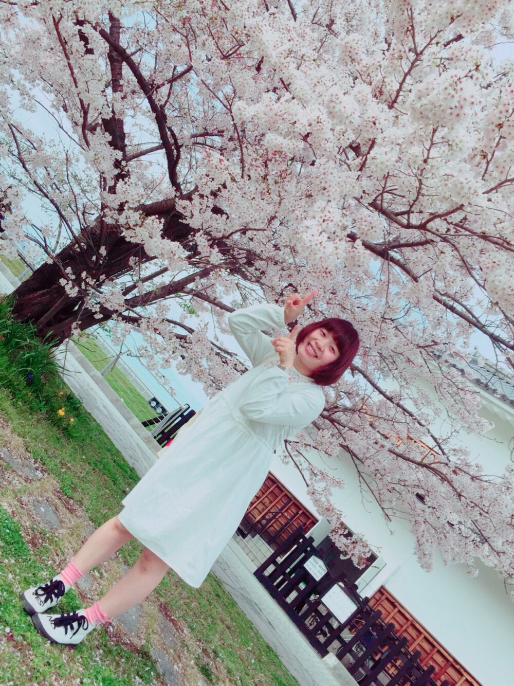 「Samansa Mos2、keittio、Candy Stripper、IamI、白ワンピース、お花見、桜」｜「Samansa Mos2のアイテム（ワンピース、ホワイト系）」を使った、ゆかりんさん（レディース・152cm）の春コーディネートの1枚目の写真