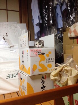 MeCwenさんのコーディネート