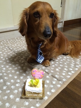 こてつ&ことらさんのコーディネート