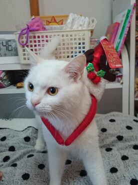 piyoさんのコーディネート