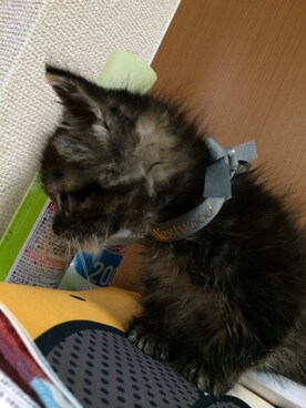 やすひよさんのコーディネート