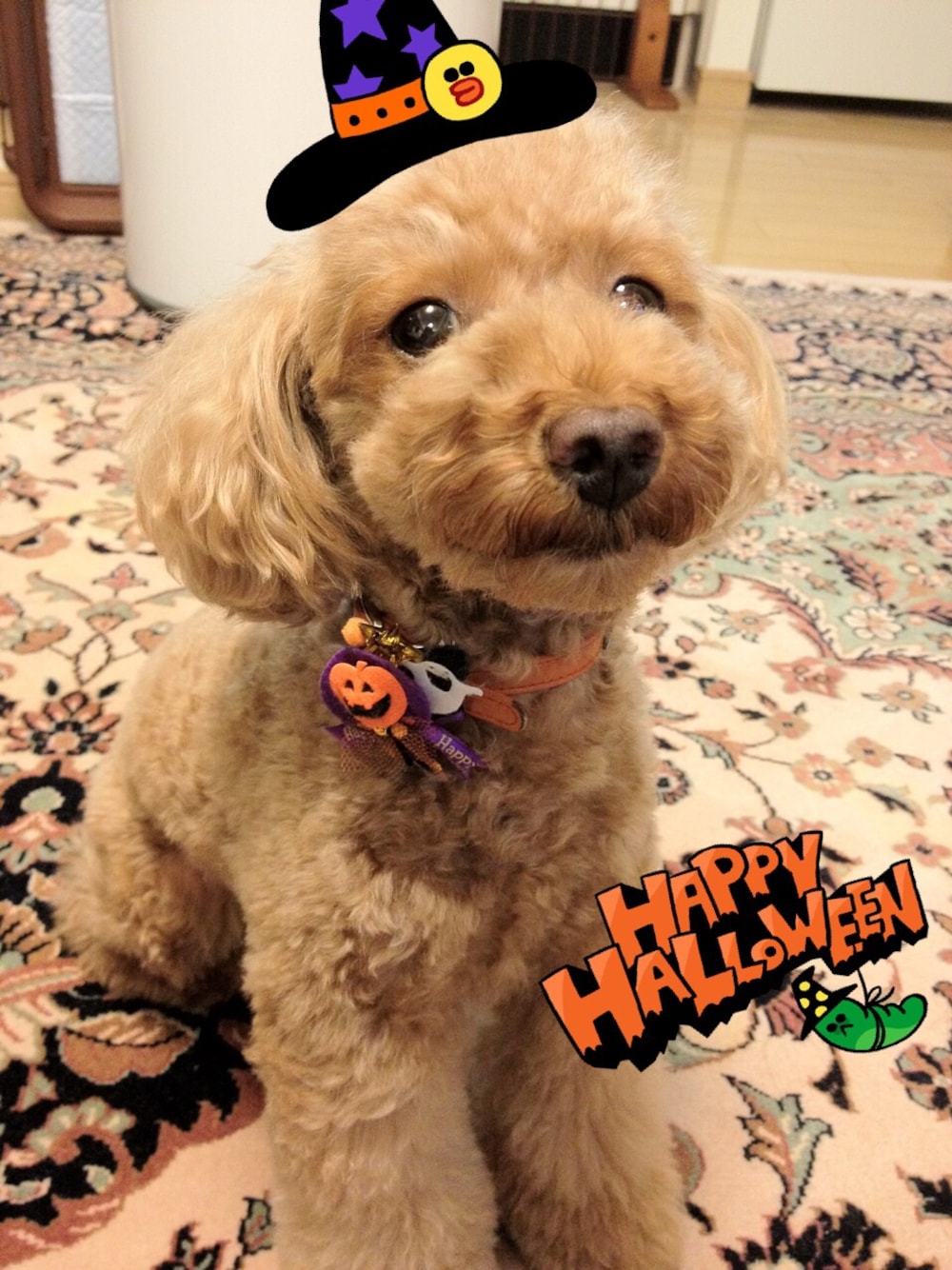 「WEAR HALLOWEEN 2014」｜「HERMESのラムっころ首輪（ペットウェア、オレンジ系）」を使った、Joseph さん（レディース・50cm）の秋コーディネートの1枚目の写真