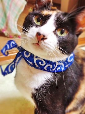 umeさんのコーディネート