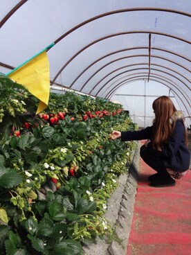 ひの(♥´꒳`*)(*´꒳`♥) さんのコーディネート