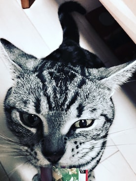 「Sister（シスター）のアイテム」を使った、福田里美さん（レディース・156cm）の夏コーディネート