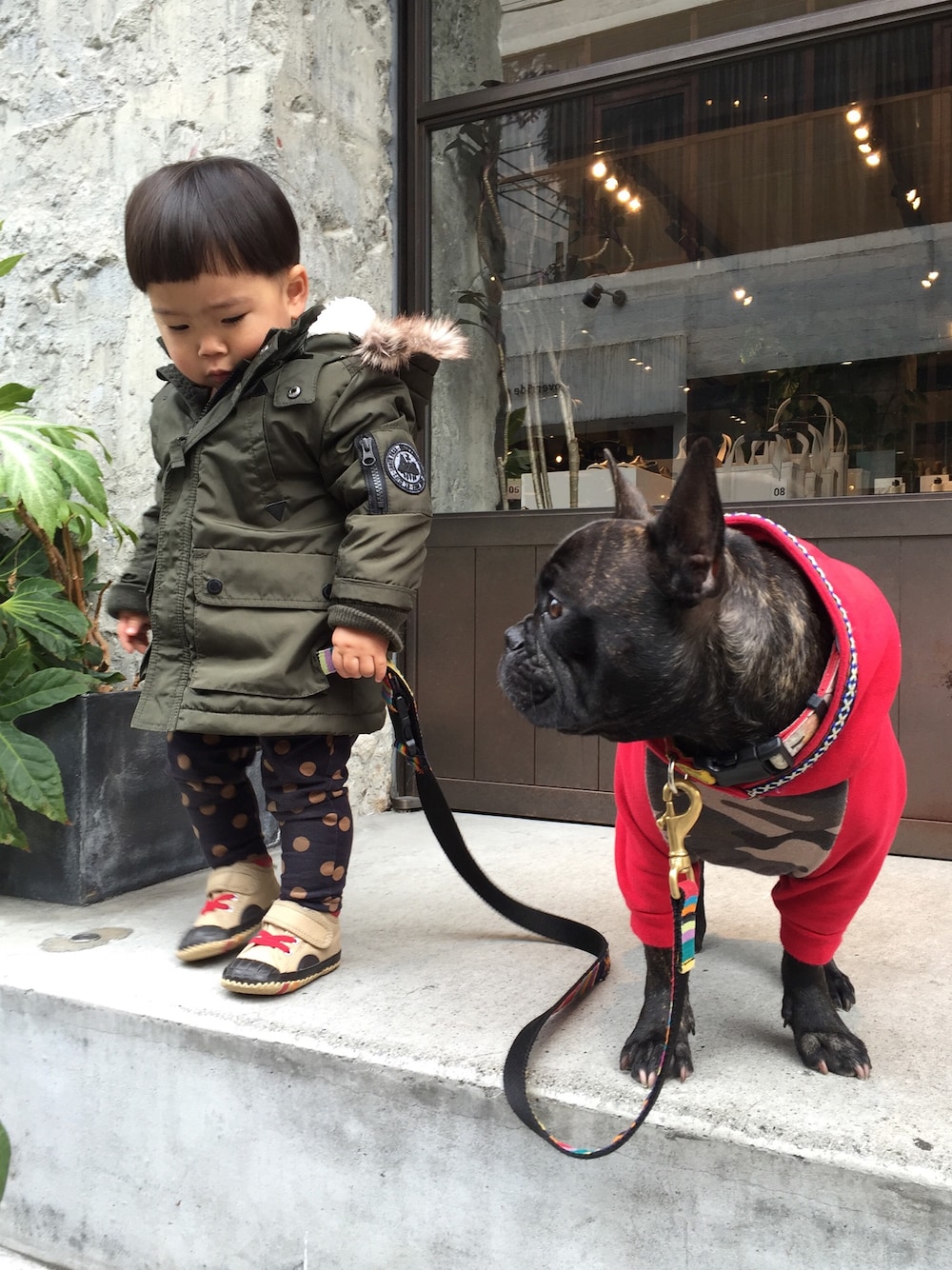 「赤ちゃんと犬、お散歩♪、フレンチブルドッグ、兄弟」｜「H&Mのアイテム（ミリタリージャケット、グリーン系）」を使った、Chisato Matsumuraさん（キッズ・80cm）の冬コーディネートの1枚目の写真