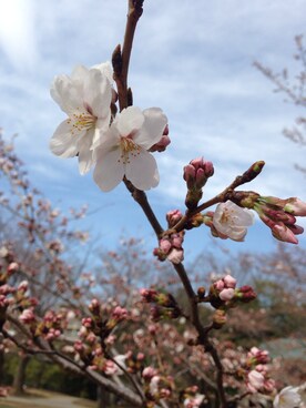 ＭATＯさんのコーディネート