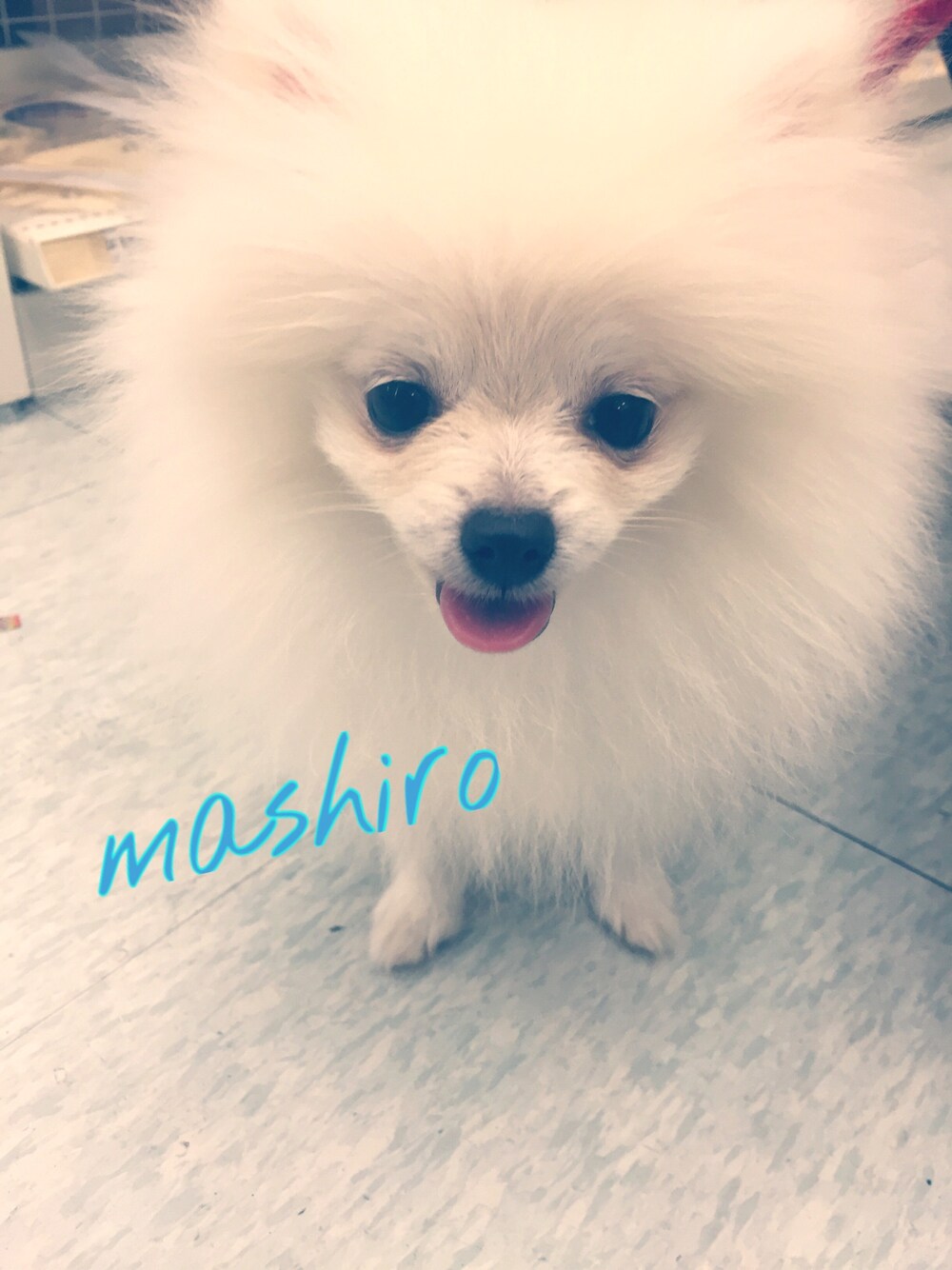 「ホワイトポメラニアン🐶のホワイトポメラニアン🐶（その他、ホワイト系）」を使った、みさちんさん（レディース・158cm）の夏コーディネートの1枚目の写真