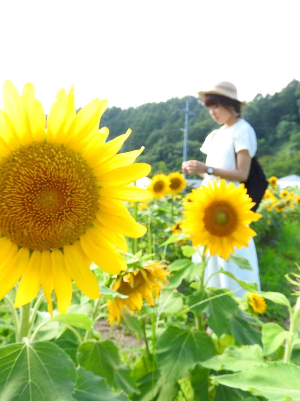 「夏、ひまわり畑、白ワンピース」｜「no brandのアイテム（キャップ、ベージュ系）」を使った、U.kiさん（レディース・158cm）の秋コーディネートの1枚目の写真