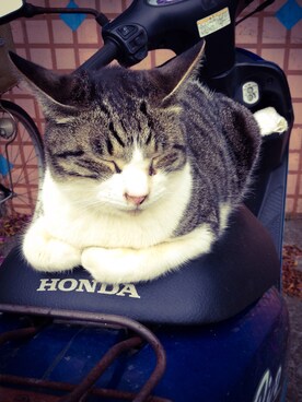 「猫」｜「アイテム（その他アウター）」を使った、baAchiiさん（キッズ・50cm）の冬コーディネート