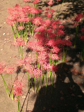 nanaさんのコーディネート