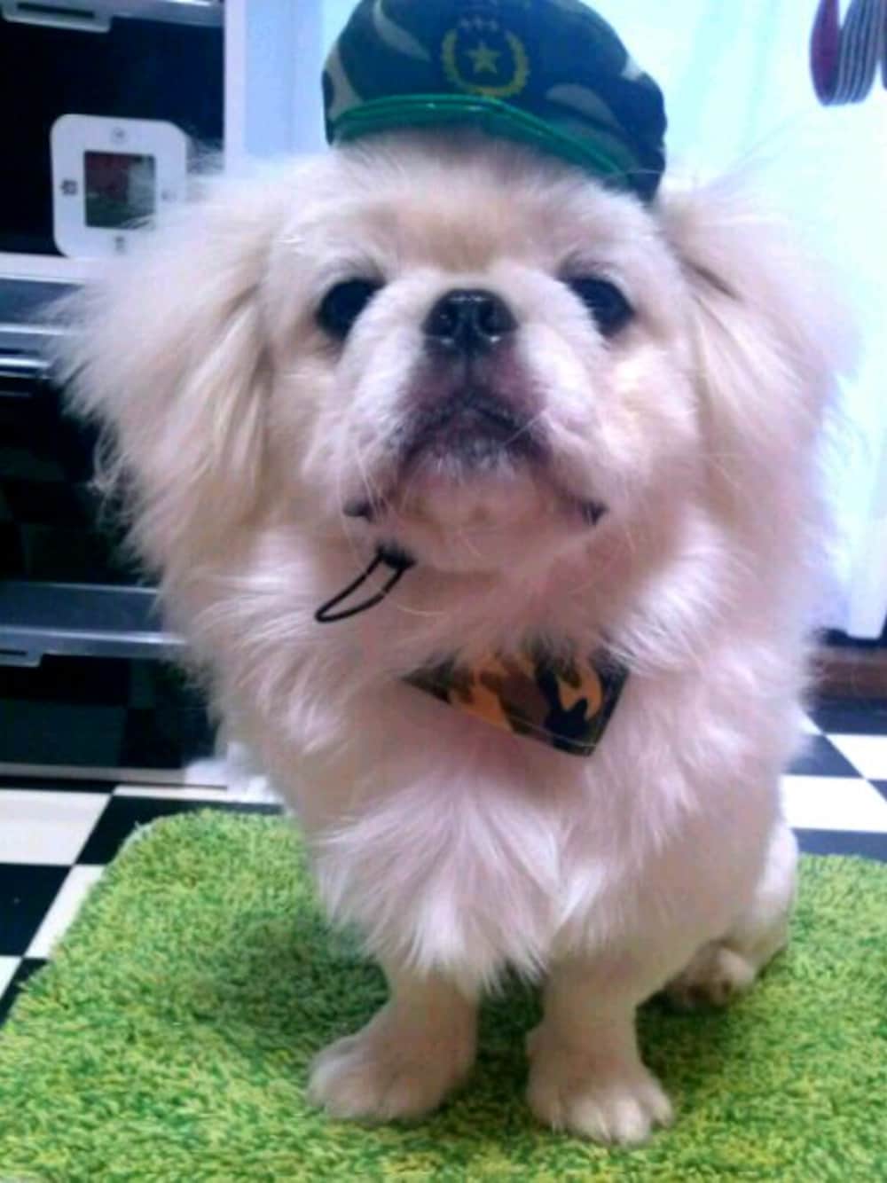 「犬、ミリタリー、迷彩、ペキニーズ」｜「100円均一のアイテム（ペットウェア、グリーン系）」を使った、るあん。あいら。るいと。あんず。さん（キッズ・110cm）の秋コーディネートの1枚目の写真