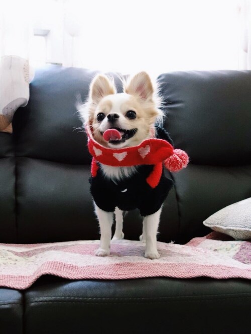 🅿🅴🆃🅻🅾🆅🅴🆁 さんのコーディネート