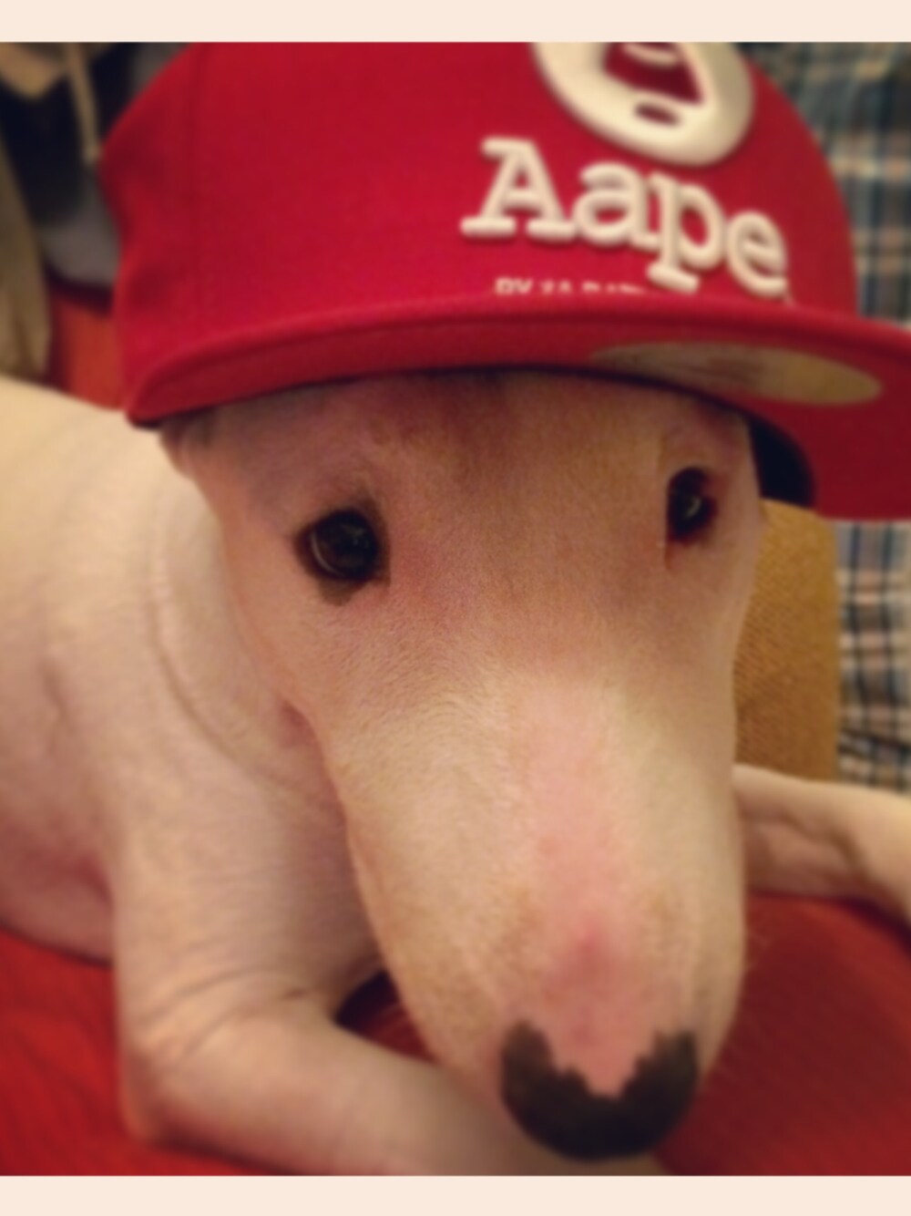 「AAPE BY A BATHING APEのアイテム（キャップ、レッド系）」を使った、jEaNBbOy さん（メンズ・175cm）の秋コーディネートの1枚目の写真