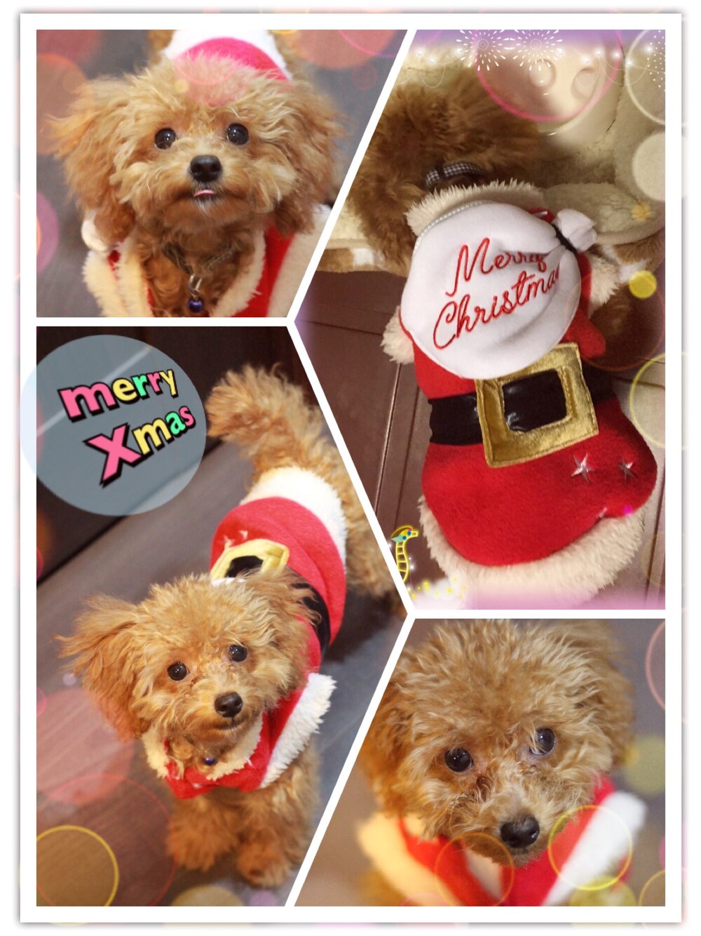 レッド系のペットウェア、ブラウン系の福袋/福箱を着用したキッズの秋コーディネートの1枚目の写真