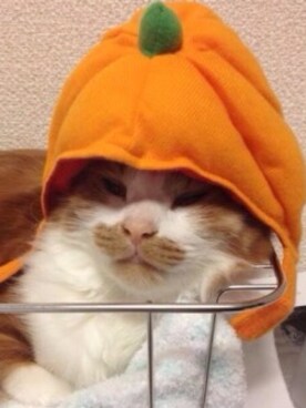 (￣་།￣)さんのコーディネート