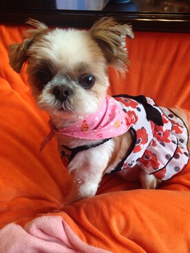 「おめかしコーデ」｜まあや💕さん（レディース・50cm）の春コーディネート