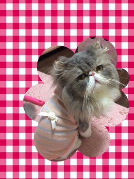 「ペット」｜「アイテム（その他）」を使った、naaさん（レディース・153cm）の夏コーディネート