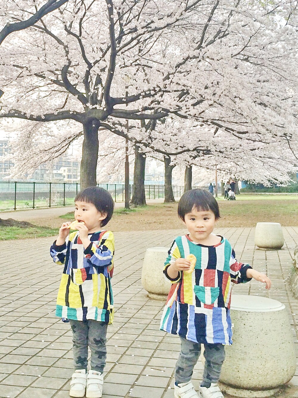 「kids、ブラウス、レギンス、コンバース、パステルカラー、ピクニック、春色、おめかしコーデ」｜「ZARA KIDSのアイテム（その他パンツ、グレー系）」を使った、kanako0304さん（キッズ・90cm）の春コーディネートの1枚目の写真