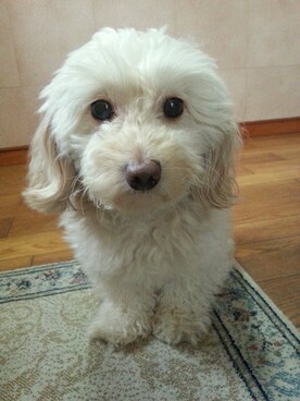 maさんのコーディネート