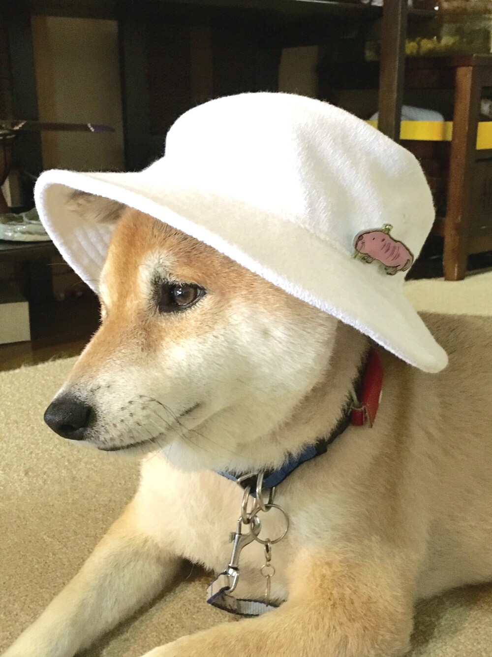 「犬、柴犬」｜「BEAMS LIGHTS Men'sのBEAMS LIGHTS / パイルサファリハット（ハット、ホワイト系）」を使った、co☆taroさん（メンズ・70cm）の夏コーディネートの1枚目の写真