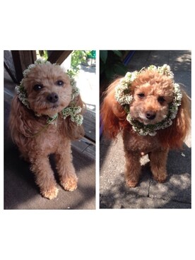 その他ヘアアクセサリーを使った トイプードル の人気ファッションコーディネート Wear