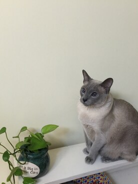 幻影彼方さんのコーディネート