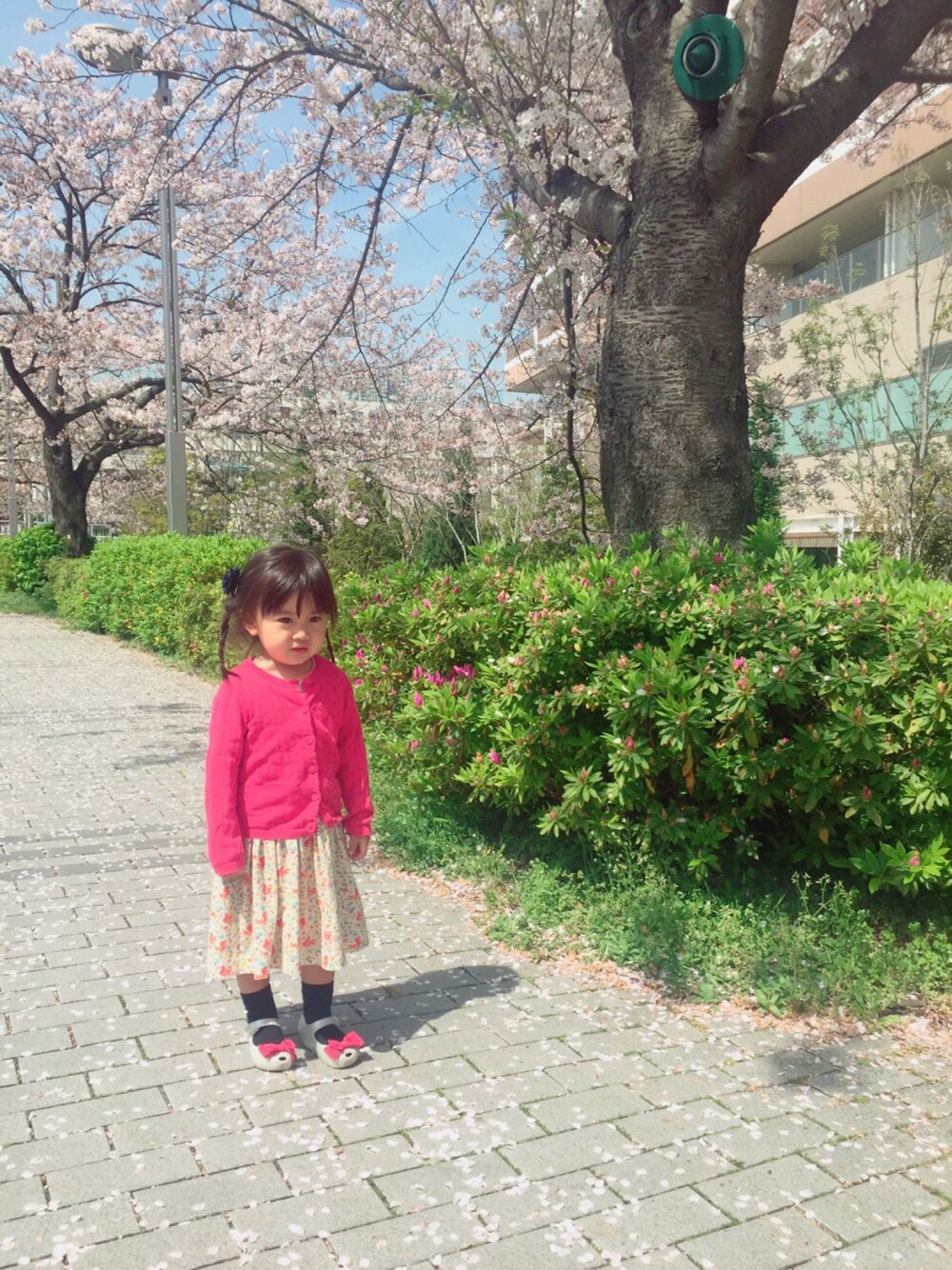「春コーデ、キッズコーデ、2歳、ワンピース、お花見」｜「Cath Kidstonのアイテム（ワンピース、ベージュ系）」を使った、moz777さん（キッズ・90cm）の春コーディネートの1枚目の写真