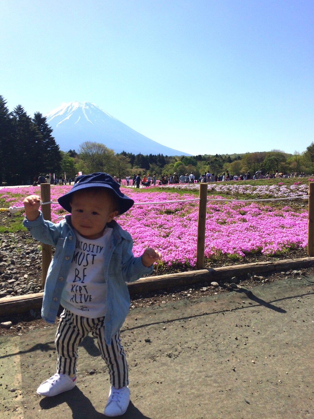 「こどもの日、しましま、芝桜、富士山、デニムシャツ、ドラフトFO、キッズコーデ」｜「POLO RALPH LAURENのアイテム（ハット、ブルー系）」を使った、sakuさん（キッズ・70cm）の春コーディネートの1枚目の写真