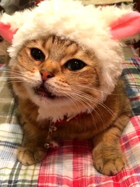 ネコスキーさんのコーディネート