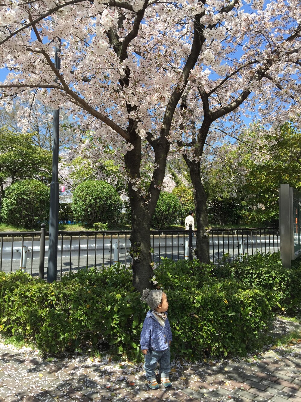 「桜」｜「フリマのアイテム（シャツ/ブラウス、ブルー系）」を使った、ちゅんすけさん（キッズ・80cm）の春コーディネートの1枚目の写真