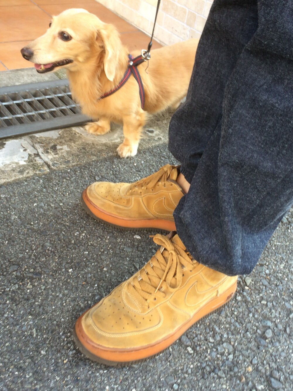 「犬、GU、NIKE、AIR FORCE 1、スニーカー、ジョガーパンツ、kicks、犬バカ部、リブパンツ」｜「NIKEのアイテム（スニーカー、ベージュ系）」を使った、利夫パパさん（メンズ・165cm）の秋コーディネートの1枚目の写真