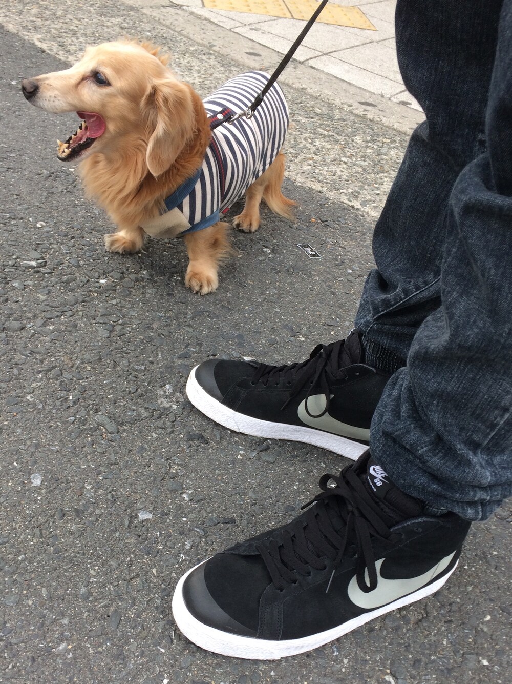 「犬、犬バカ部、ナイキ、NikeSB、足元くら部、スニーカー、kicks」｜「利夫さんのミニチュアダックスの利夫さん（その他、ベージュ系）」を使った、利夫パパさん（メンズ・165cm）の春コーディネートの1枚目の写真