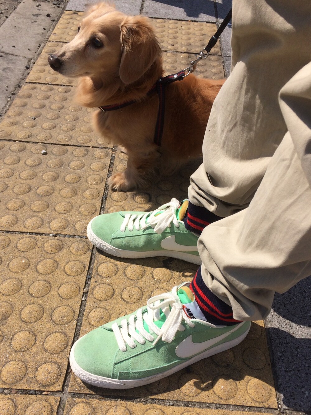 「春、スニーカー、犬、犬バカ部、ナイキ、kicks、ジョガーパンツ」｜「NIKEのNIKE BLAZER LOW（スニーカー、グリーン系）」を使った、利夫パパさん（メンズ・165cm）の春コーディネートの1枚目の写真