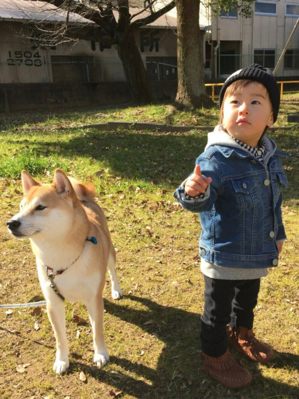 「1歳、1歳半、公園、散歩、柴犬、ジージャン、パーカー、男の子コーデ」｜「quoti use fithの裏毛長袖パーカー（パーカー、グレー系）」を使った、ki☺︎hoさん（キッズ・80cm）の冬コーディネートの1枚目の写真