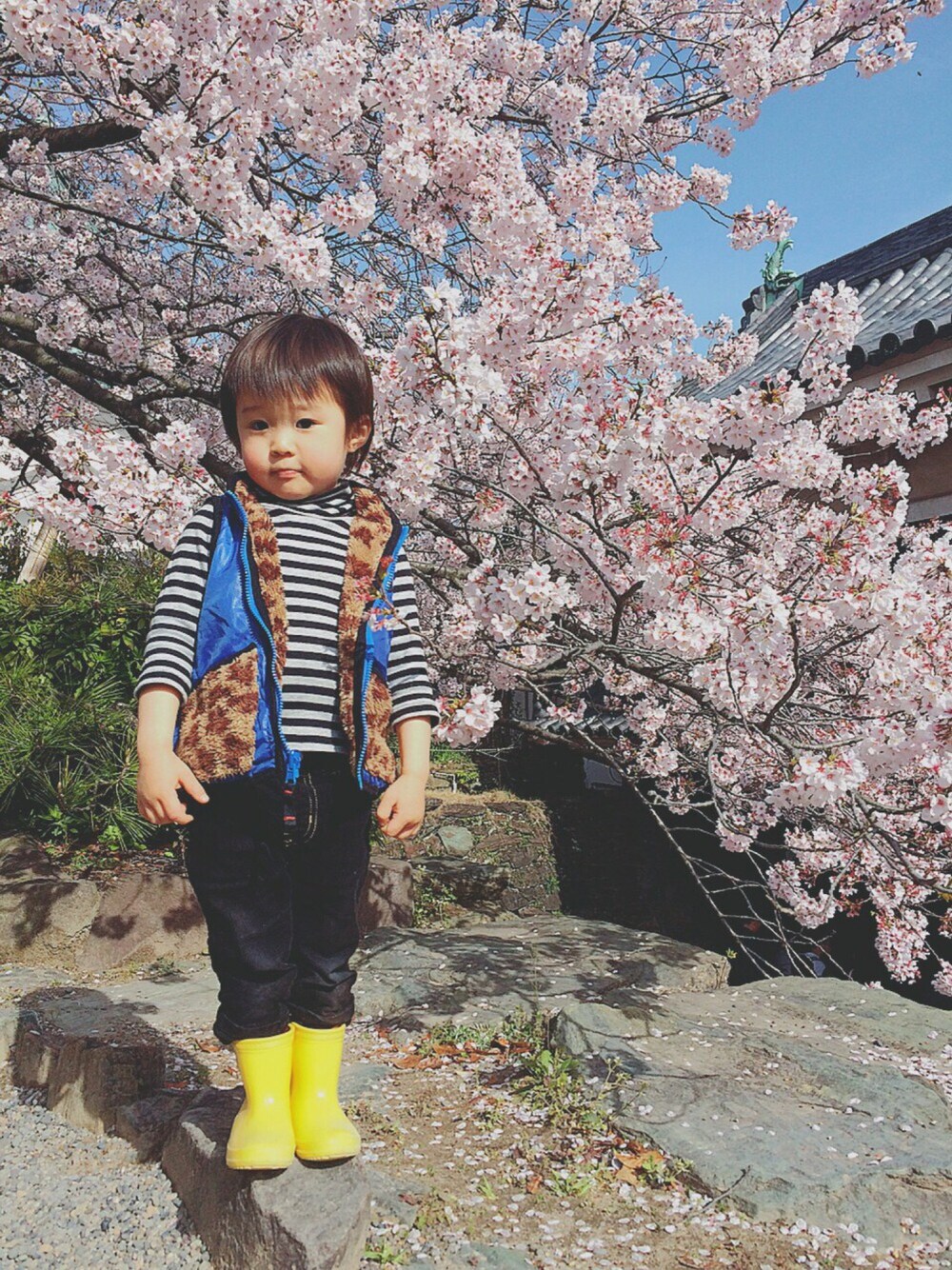 「花見、西松屋、ベストサンクス、BREEZE」｜「ベストサンクスのアイテム（スウェット、ブラック系）」を使った、キアさん（キッズ・90cm）の春コーディネートの1枚目の写真