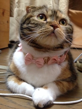 ɐɥsı̣uɐɯさんのコーディネート