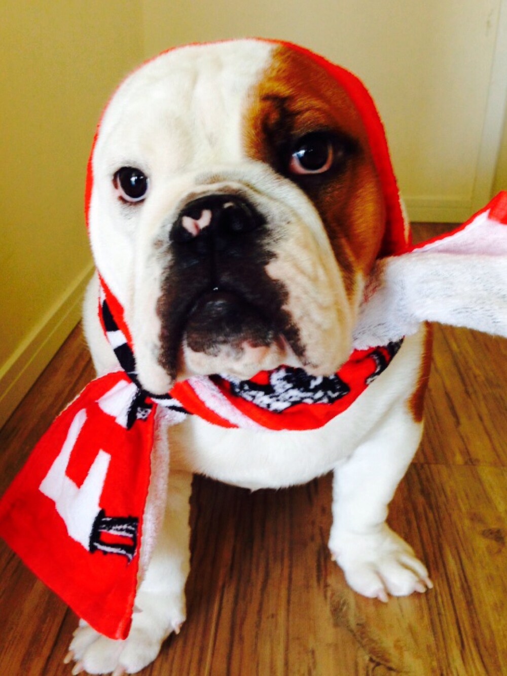 レッド系のフェイスタオルを着用したキッズの夏コーディネートの1枚目の写真