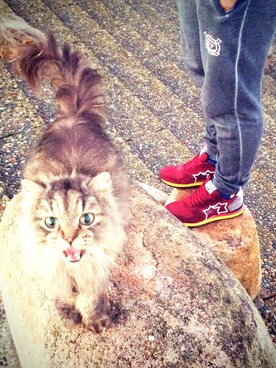 naocsjpさんのコーディネート